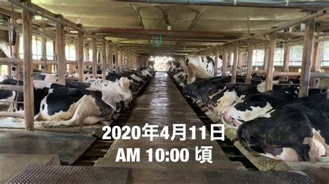 乳牛 牧場 價位